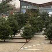 Gro&szlig;markt Wien: Christb&auml;ume direkt vom Markt
